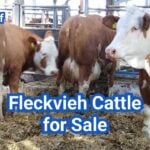 Fleckvieh Cattle for Sale: U.S. Breeders & Buying Guide