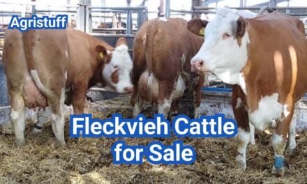 Fleckvieh Cattle for Sale: U.S. Breeders & Buying Guide
