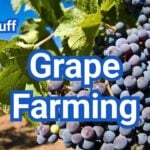How to Start Grape Farming for beginners: A Simple Step by Step Guide