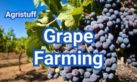 How to Start Grape Farming for beginners: A Simple Step by Step Guide