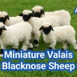Miniature Valais Blacknose Sheep: Are They a Real Breed?