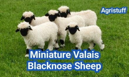 Miniature Valais Blacknose Sheep: Are They a Real Breed?