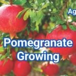Pomegranate Growing: A Beginner’s How-To Guide for Success