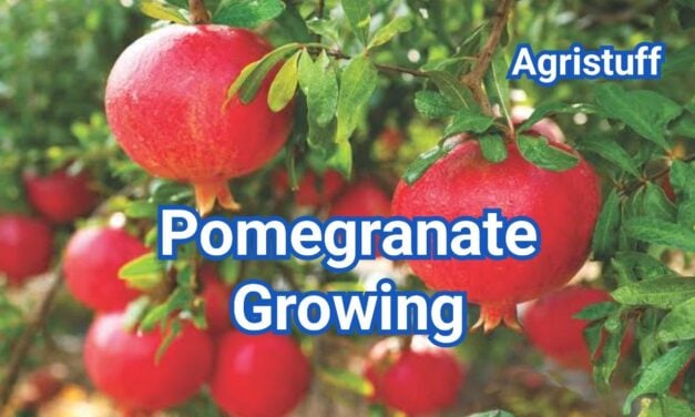 Pomegranate Growing: A Beginner’s How-To Guide for Success