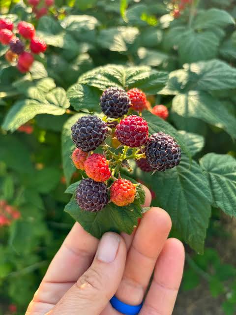 Black and Red Raspberry Farming