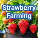 Strawberry Farming: A Simple Guide to Growing Berries