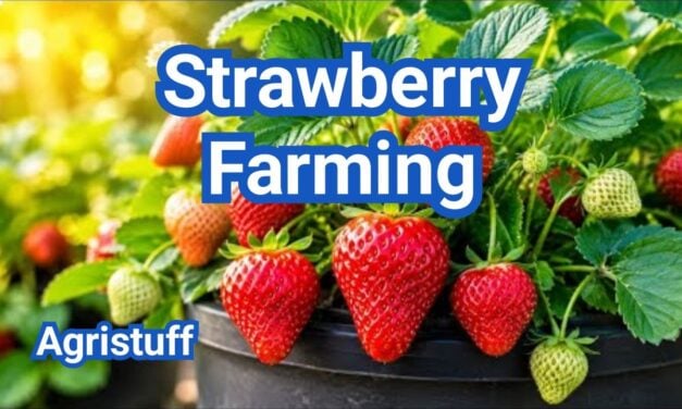 Strawberry Farming: A Simple Guide to Growing Berries