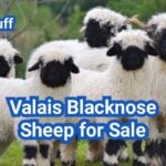 Valais Blacknose Sheep for Sale: U.S. Prices and Buyer Guide