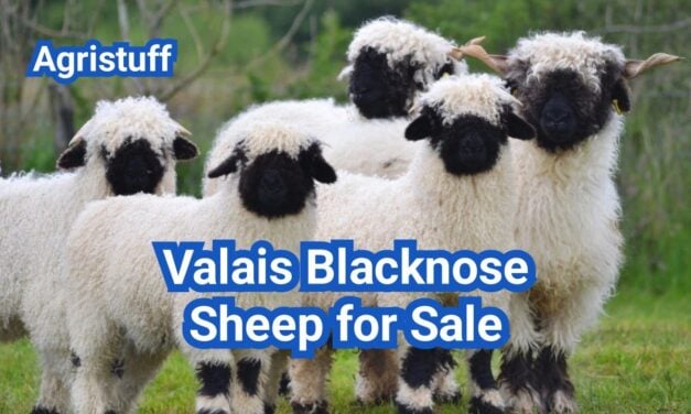Valais Blacknose Sheep for Sale: U.S. Prices and Buyer Guide