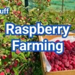 Raspberry Farming: A Beginner’s Guide to Growing Berries