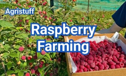 Raspberry Farming: A Beginner’s Guide to Growing Berries