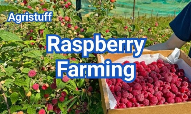 Raspberry Farming: A Beginner’s Guide to Growing Berries