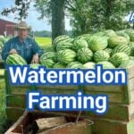 Watermelon Farming: How to Grow Bigger Harvests at Home