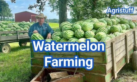 Watermelon Farming: How to Grow Bigger Harvests at Home