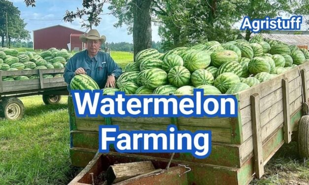 Watermelon Farming: How to Grow Bigger Harvests at Home